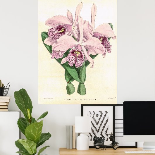  Cattleya Maxima Orchidee Flower Poster (Thuiskantoor)