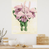  Cattleya Maxima Orchidee Flower Poster (Keuken)