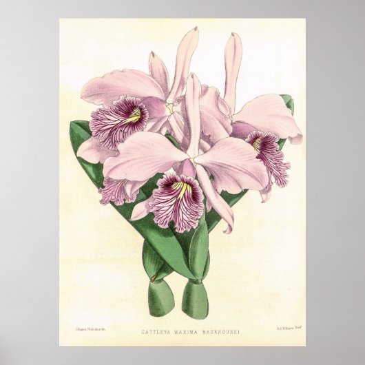  Cattleya Maxima Orchidee Flower Poster (Voorkant)