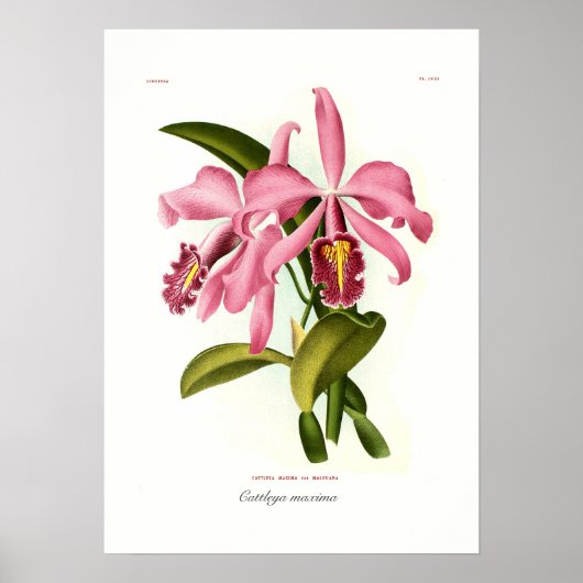 Cattleya maxima poster (Voorkant)