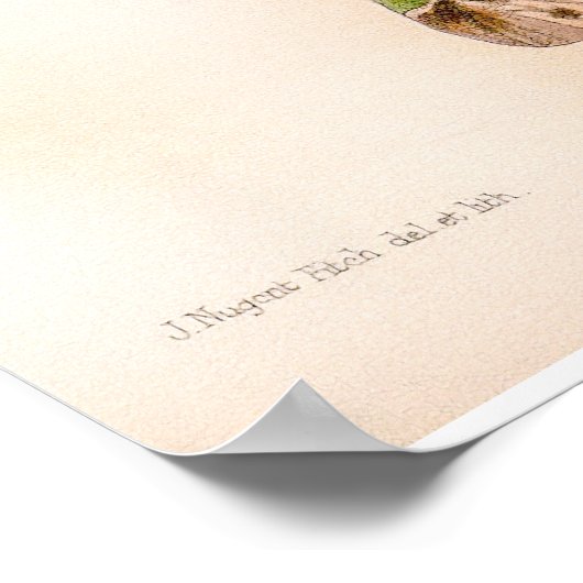 Cattleya Mendelii Bella Orchid Flower Poster (Hoek)