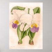 Cattleya Mendelii Bella Orchid Flower Poster (Voorkant)