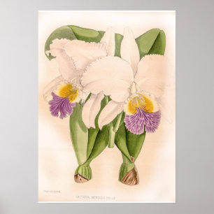  Cattleya Mendelii Bella Orchid Flower Poster