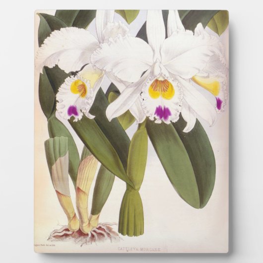 Cattleya Morgane  Lindenia Orchid Fotoplaat (Voorkant)