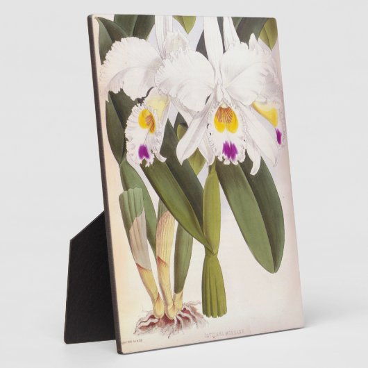 Cattleya Morgane  Lindenia Orchid Fotoplaat (Zijkant)