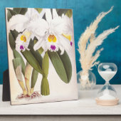 Cattleya Morgane  Lindenia Orchid Fotoplaat (Zijkant)