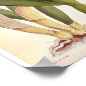 Cattleya Morgane  Lindenia Orchid Poster (Hoek)