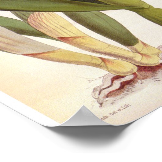 Cattleya Morgane  Lindenia Orchid Poster (Hoek)