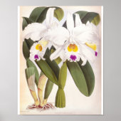 Cattleya Morgane  Lindenia Orchid Poster (Voorkant)