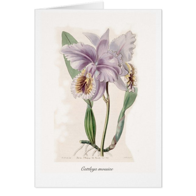 Cattleya mossiae (Voorkant)