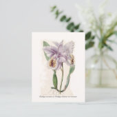 Cattleya mossiae briefkaart (Staand voorkant)