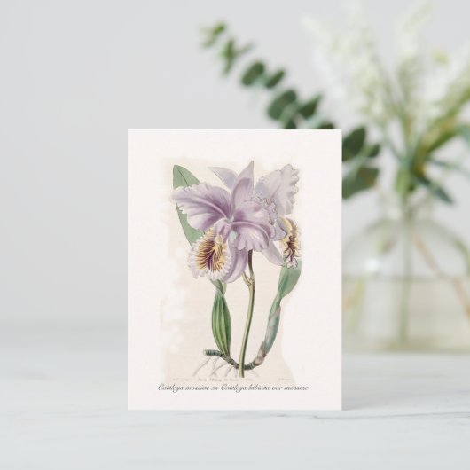 Cattleya mossiae briefkaart (Staand voorkant)