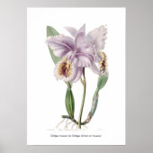Cattleya mossiae poster (Voorkant)