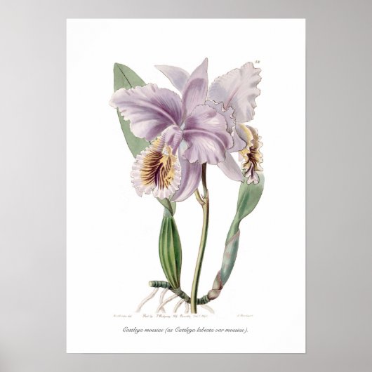 Cattleya mossiae poster (Voorkant)