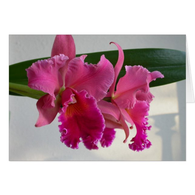 Cattleya Orchid (Voorkant Horizontaal)