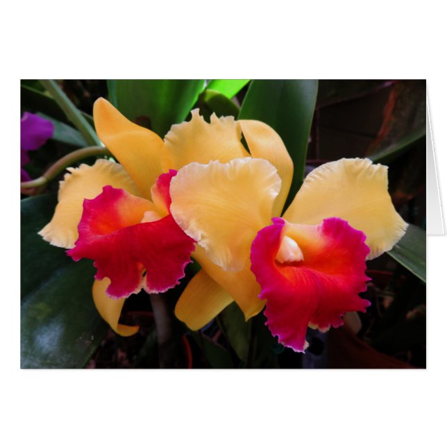 Cattleya Orchid (Voorkant Horizontaal)