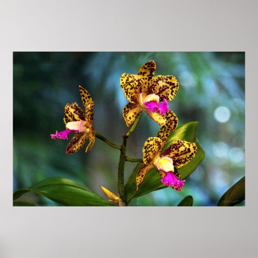 Cattleya Orchid Art Poster -60x40 - of kleiner (Voorkant)