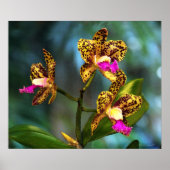 Cattleya Orchid Art Print -24x20 - andere formaten (Voorkant)
