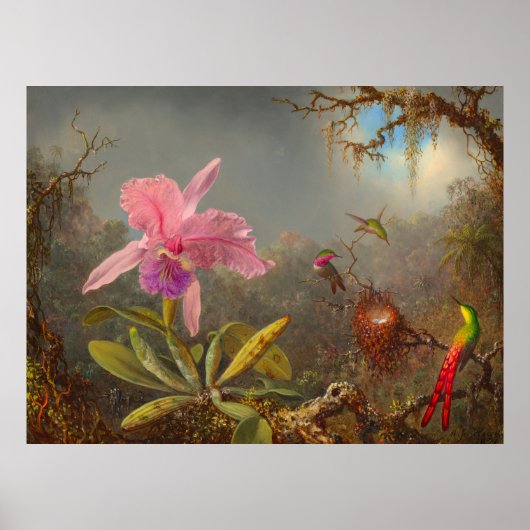 Cattleya Orchid en drie kolibries kop Poster (Voorkant)
