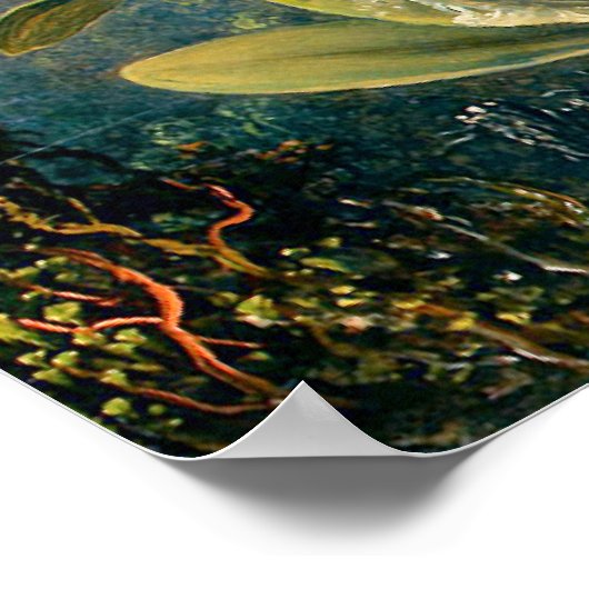 Cattleya Orchid en Three Hummingbird Poster (Hoek)