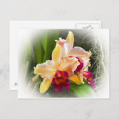 Cattleya Orchid Flower Briefkaart (Voorkant / Achterkant)