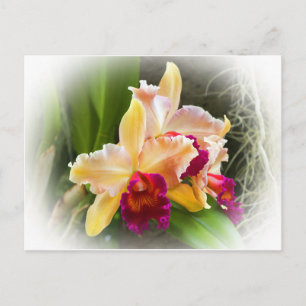 Cattleya Orchid Flower Briefkaart