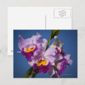 Cattleya Orchid Hybrid met Stille Oceaan Briefkaart (Voorkant / Achterkant)