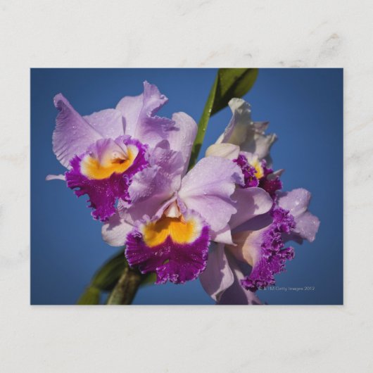 Cattleya Orchid Hybrid met Stille Oceaan Briefkaart (Voorkant)