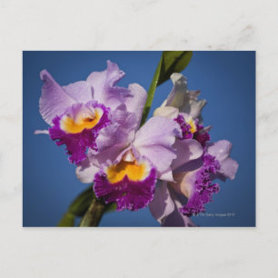 Cattleya Orchid Hybrid met Stille Oceaan Briefkaart