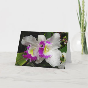 Cattleya Orchid Kaart