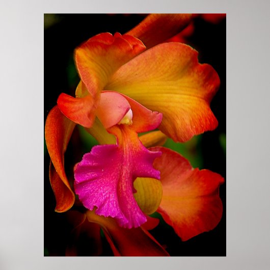 Cattleya Orchid Portrait Poster (Voorkant)
