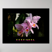 Cattleya Orchid Poster (Voorkant)