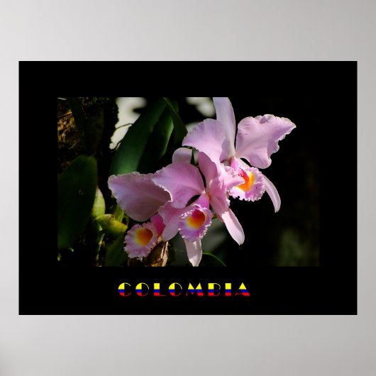 Cattleya Orchid Poster (Voorkant)
