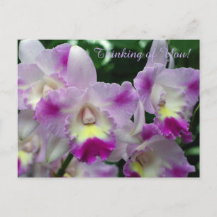 Cattleya Orchid Purple Flowers Briefkaart