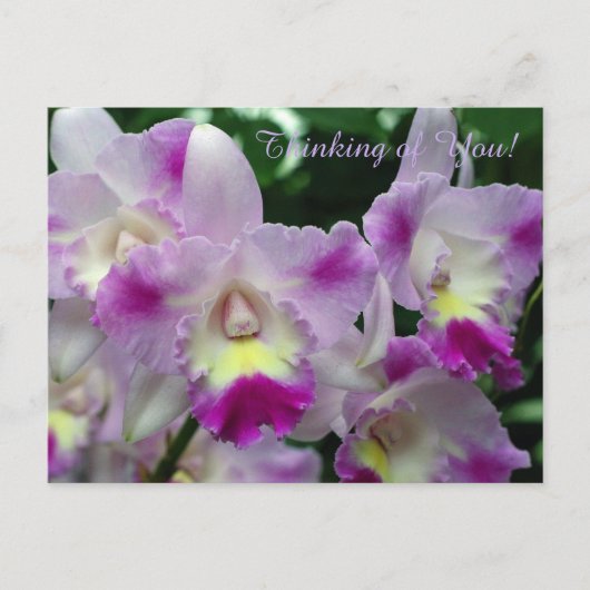Cattleya Orchid Purple Flowers Briefkaart (Voorkant)