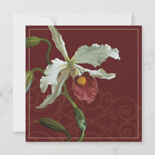 Cattleya Orchid taupe brown - Weddenschap Kaart (Achterkant)