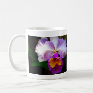 Cattleya Orchid - White/Paars/Yellow Koffiemok