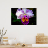Cattleya Orchid - White/Paars/Yellow Poster (Keuken)