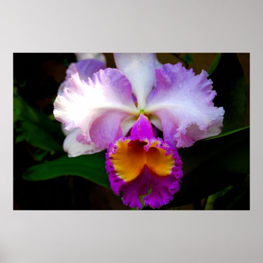 Cattleya Orchid - White/Paars/Yellow Poster (Voorkant)