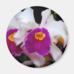 Cattleya Orchid - Wit/Paars Magneet