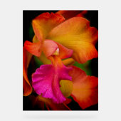 Cattleya Orchidee Portret Acryl Bord (Voorkant)