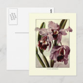 Cattleya orchideeën briefkaart (Voorkant / Achterkant)
