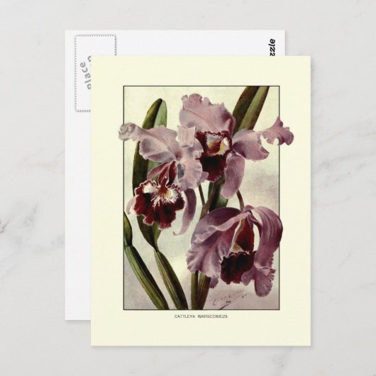 Cattleya orchideeën briefkaart (Voorkant / Achterkant)