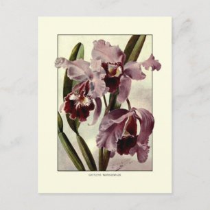 Cattleya orchideeën briefkaart