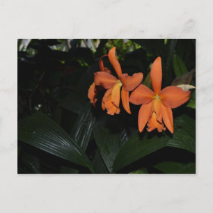 Cattleya Orchids en Tropische Planten Briefkaart