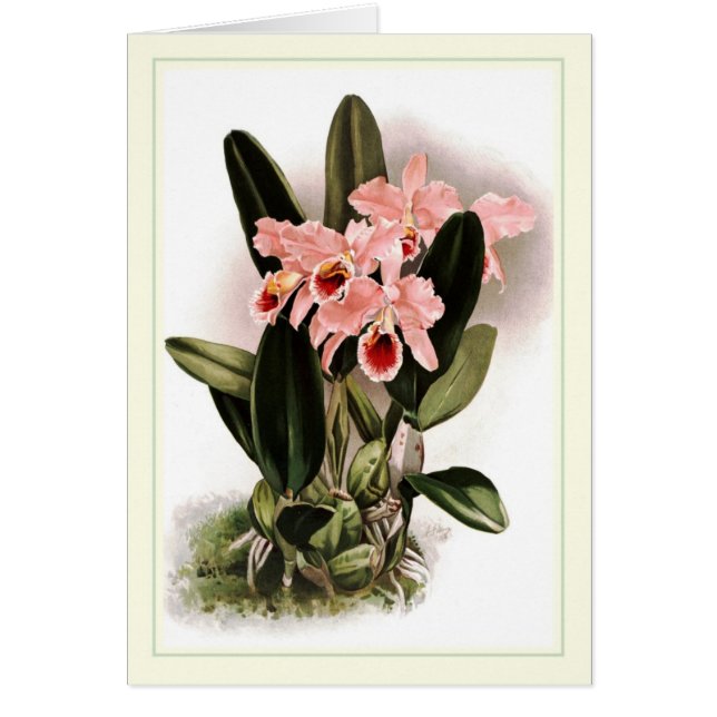 Cattleya percivaliana (Voorkant)