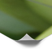 Cattleya Poster (Hoek)