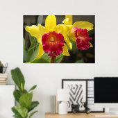 Cattleya Poster (Thuiskantoor)