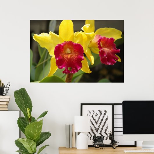 Cattleya Poster (Thuiskantoor)