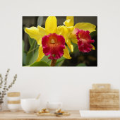 Cattleya Poster (Keuken)